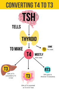 thyroid conversion chart